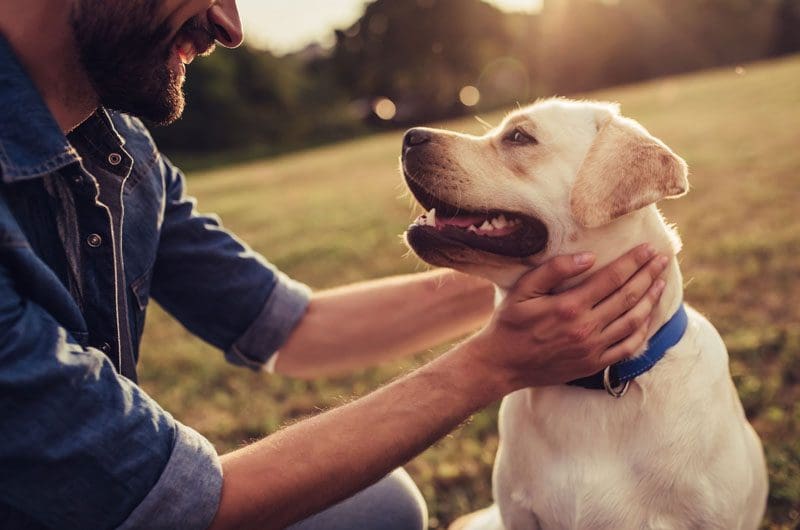 4-marketing-strategies-pet-care-companies-must-implement-to-see-growth 4-marketing-strategies-pet-care-companies-must-implement-to-see-growth